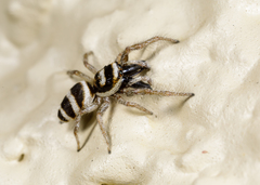 Salticus austinensis