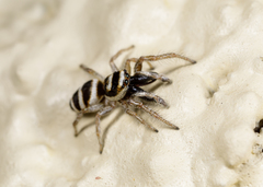 Salticus austinensis