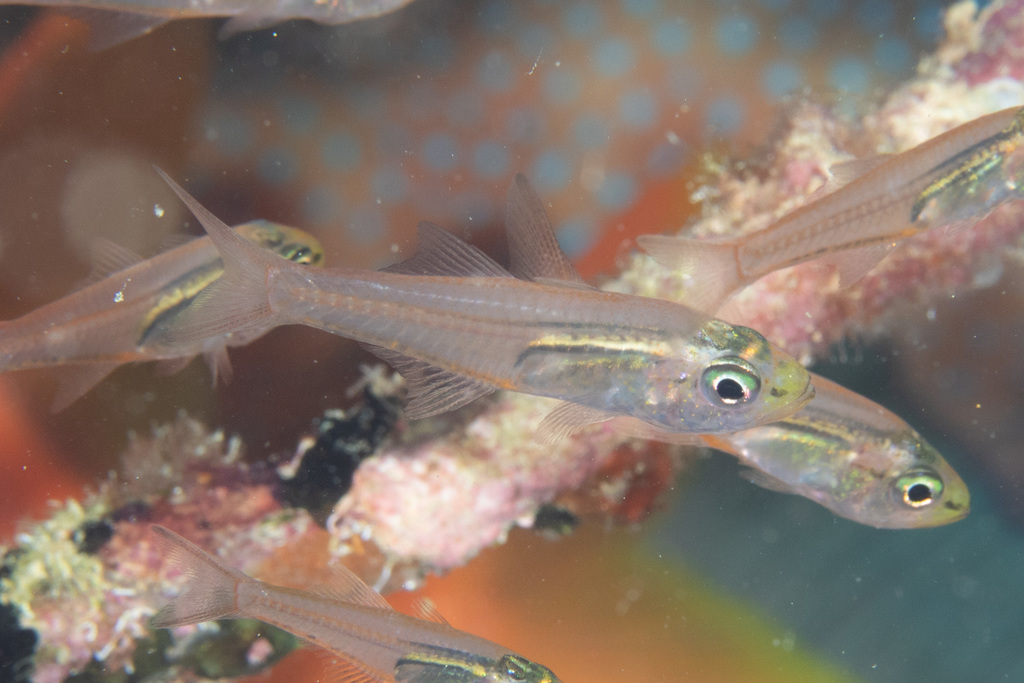 Swallowtail Cardinalfish
