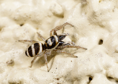 Salticus austinensis