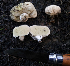 Boletus semigastroideus