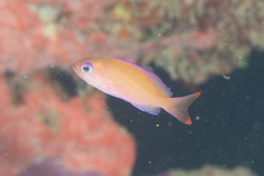 Pseudanthias hypselosoma