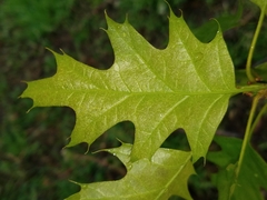 Quercus rubra