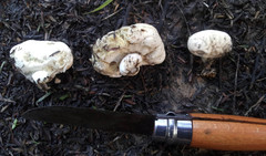 Boletus semigastroideus