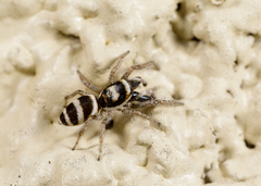 Salticus austinensis