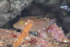 Canthigaster janthinoptera