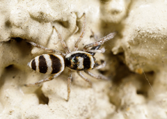 Salticus austinensis