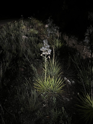 Yucca reverchonii