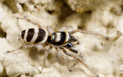 Salticus austinensis