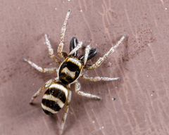 Salticus austinensis