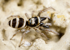 Salticus austinensis