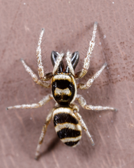 Salticus austinensis