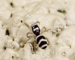 Salticus austinensis