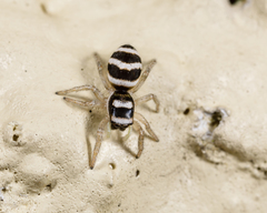 Salticus austinensis