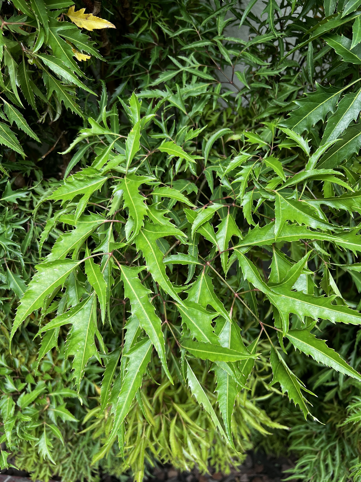 Imagem de Bonsai-Havaí