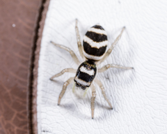 Salticus austinensis