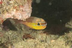 Ostorhinchus apogonoides