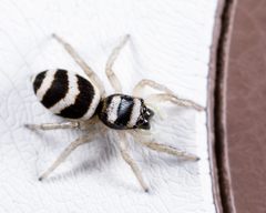 Salticus austinensis