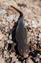 Leora's Stream Salamander photo 2