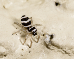 Salticus austinensis