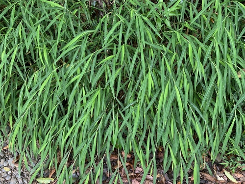 Microstegium ciliatum iNat (1)