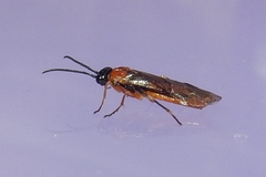 Thrinax dubitata