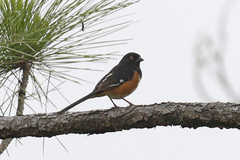 Pipilo erythrophthalmus alleni