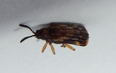 Sumitrosis inaequalis