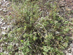 Lantana balansae