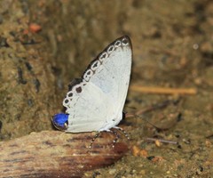 Lycaenopsis haraldus renonga