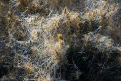 Cuscuta occidentalis