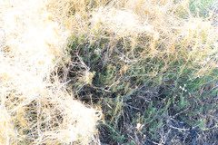 Cuscuta occidentalis