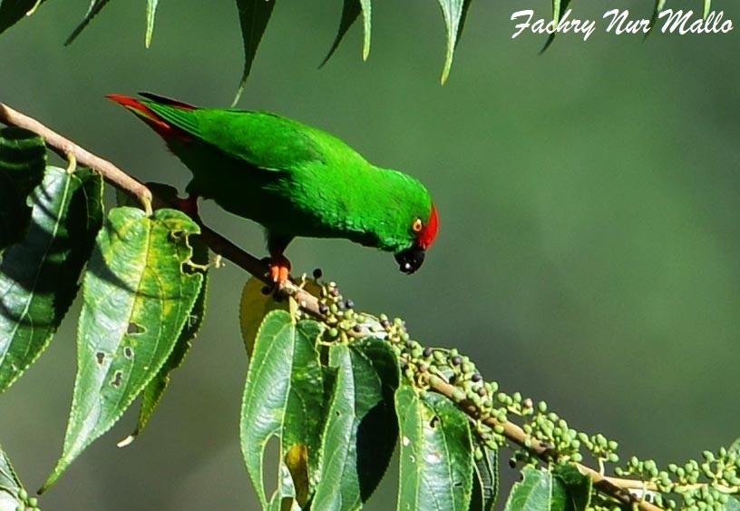 Sangihe Hanging-Parrot illustration