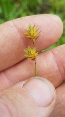Carex hyalina