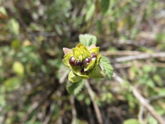 Lantana balansae