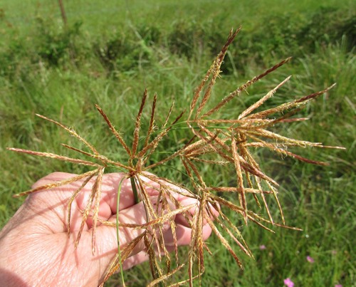 Jointed Flatsedge
