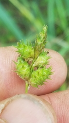 Carex reniformis