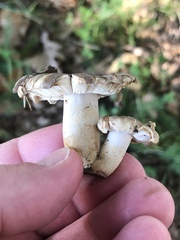 Russula grisea