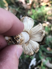 Russula grisea