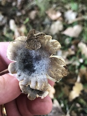 Russula grisea