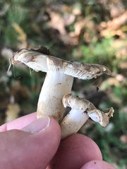 Russula grisea
