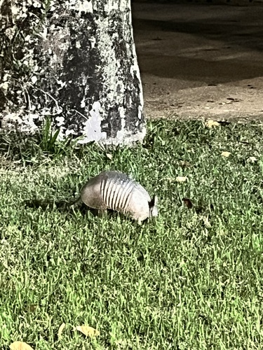 Southern Long-nosed Armadillo, Rio de Janeiro, BR-RJ, BR, photo 8 of 10