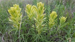 Castilleja citrina