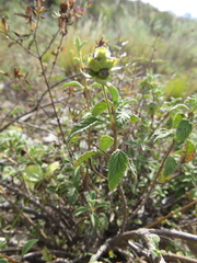 Lantana balansae