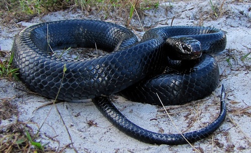 Eastern Indigo Snake