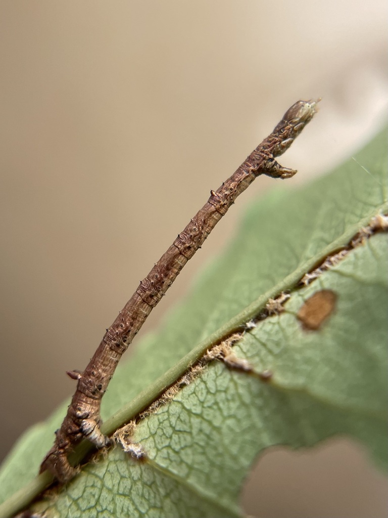 Obtuse Euchlaena Moth