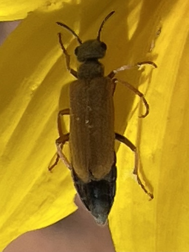 Eupompha edmundsi
