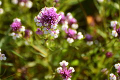 Castilleja densiflora gracilis