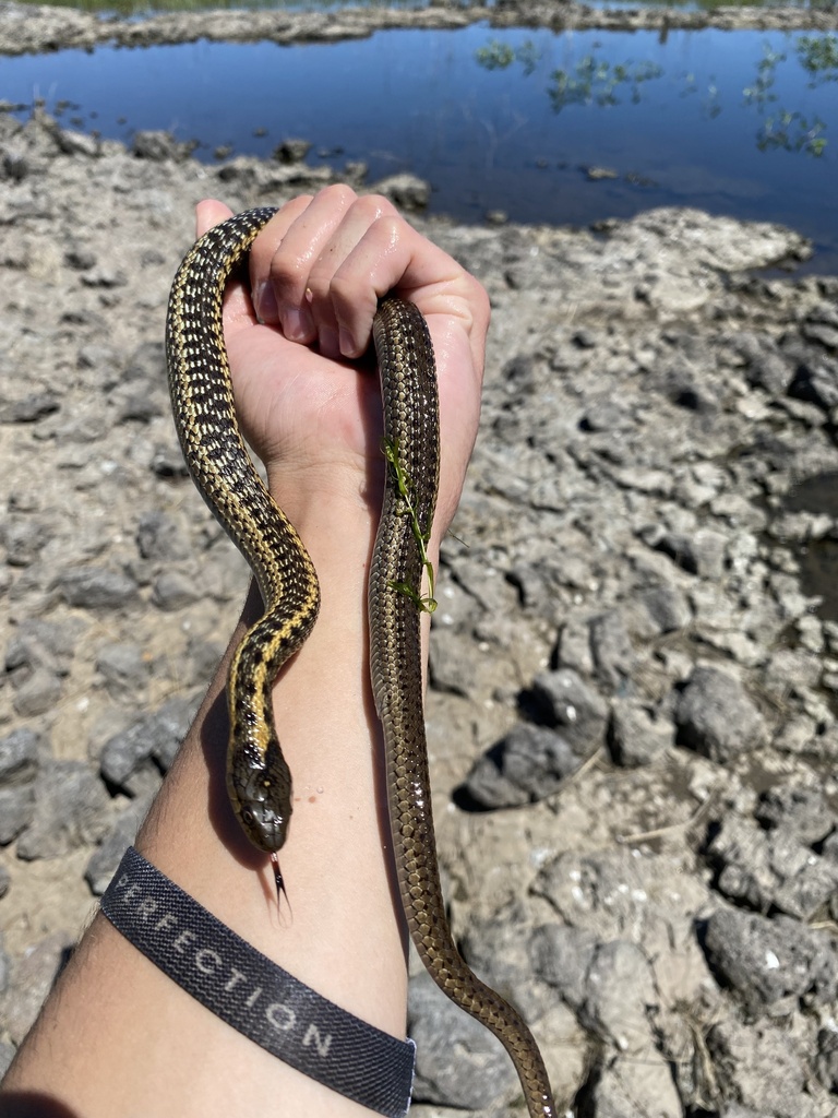 Wandering Garter Snake from US-20, Carey, ID, US on July 12, 2023 at 03 ...