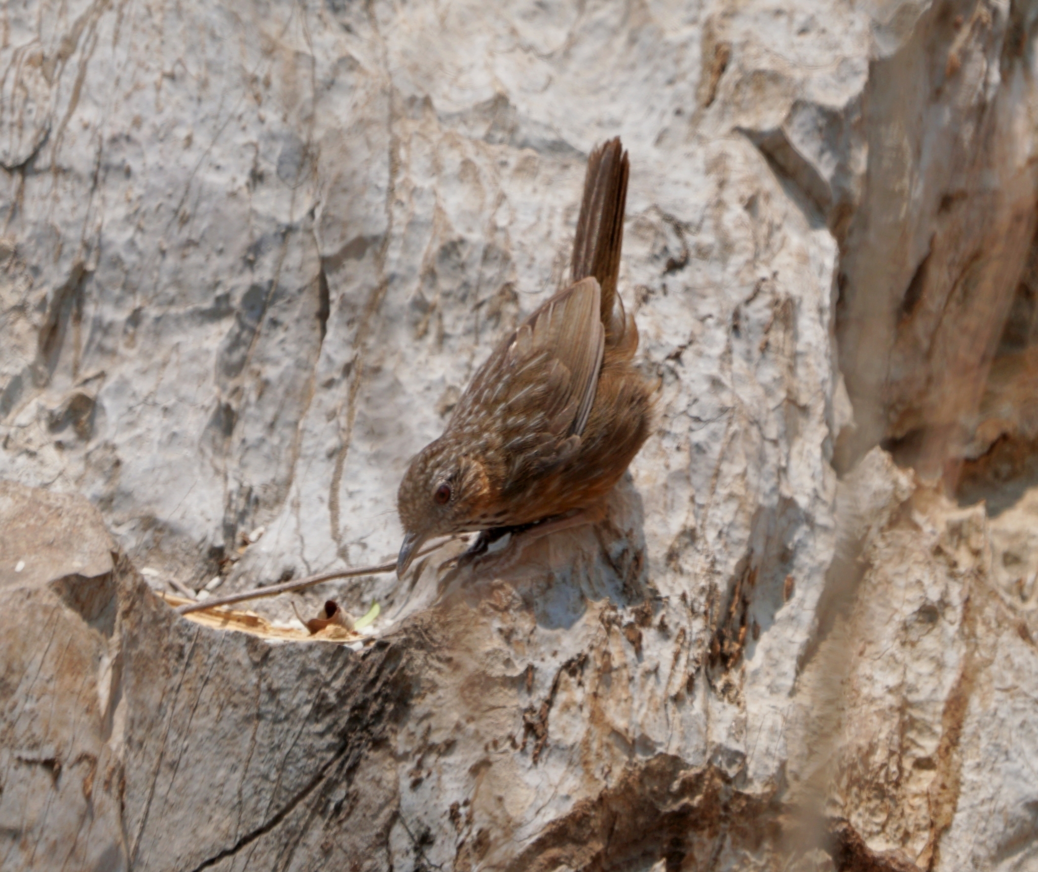 Rufous Limestone Babbler (Gypsophila calcicola)